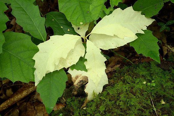 Diseased Plant