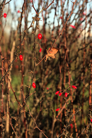 Rose Fruits in December