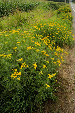 Tansy on Roadside