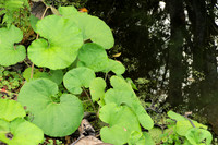 Unknown Streamside Plant III