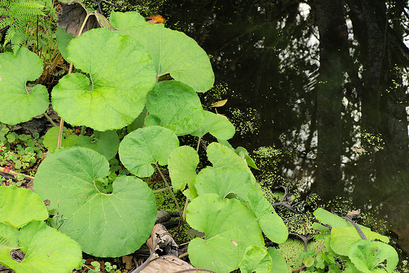 Unknown Streamside Plant III
