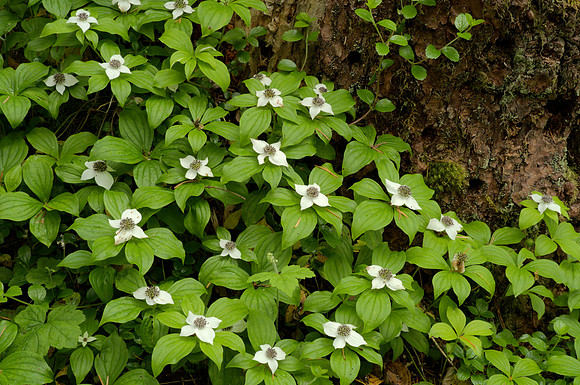 Bunchberry Flowers and Stump