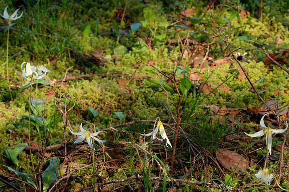 Swan Lilies
