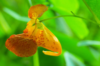 Flower of Jewelweed