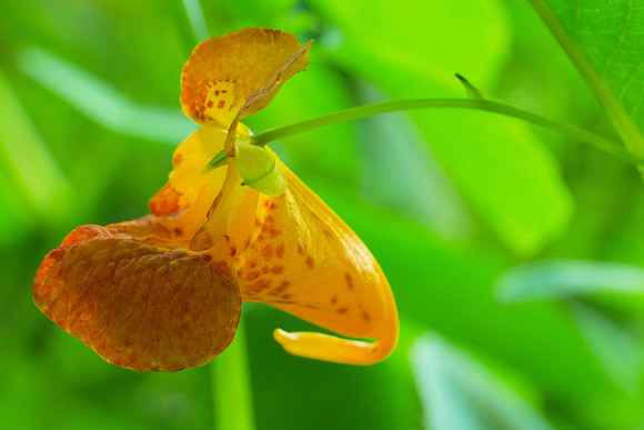 Flower of Jewelweed