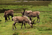 A Quartet of Reindeer