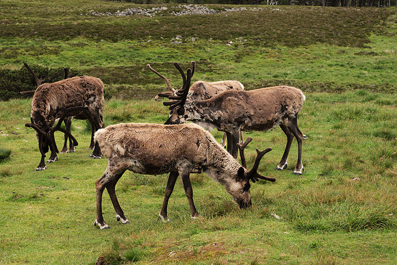 A Quartet of Reindeer