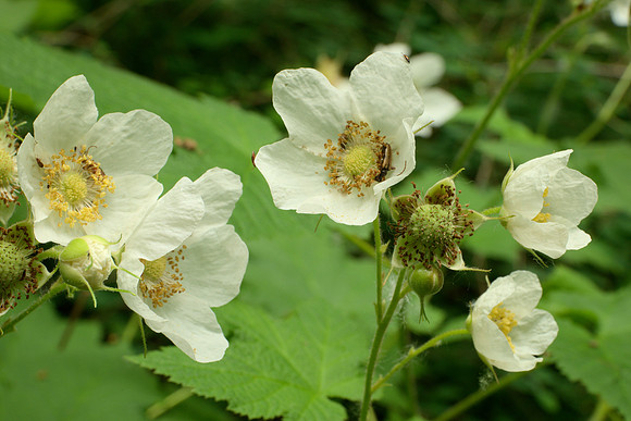 Flowers of Thimbleberry