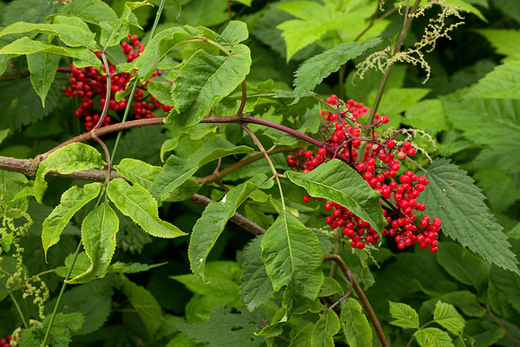 Red Elderberries