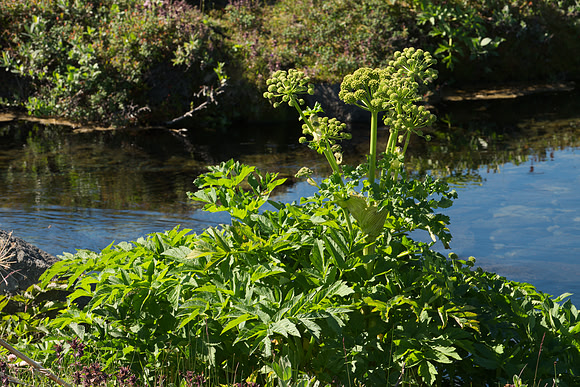 Angelica archangelica by riverside