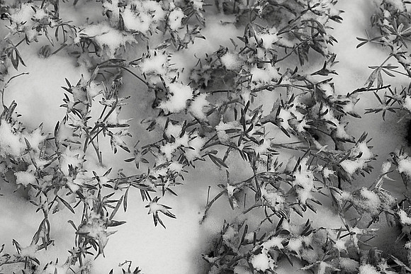 Branches and Snow