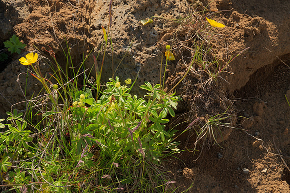 Flowers in a Lava Field