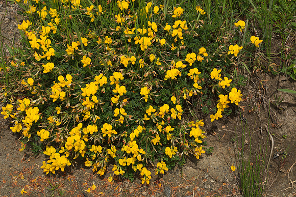 Unknown Flower I--Isle of Lewis