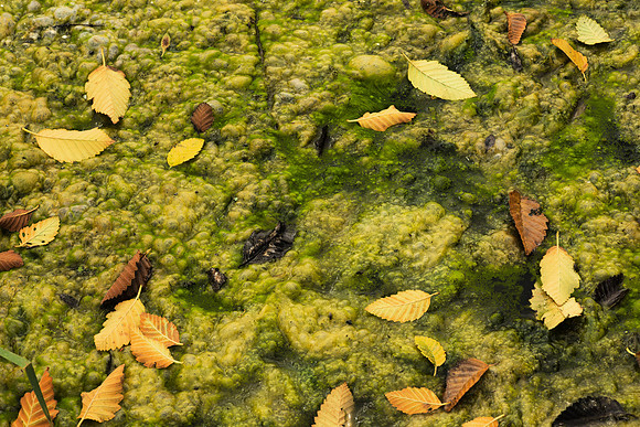 Alder Leaves on Milfoil-Choked Lake