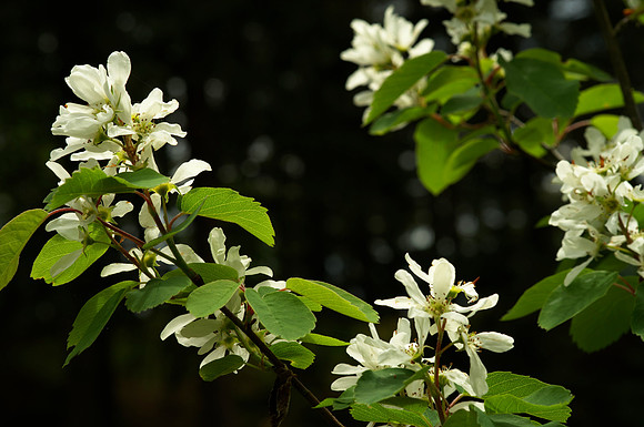 Flower, Amelanchier alnifolia
