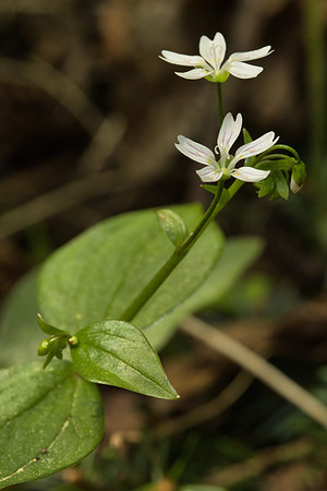 Siberian Miner's Lettuce