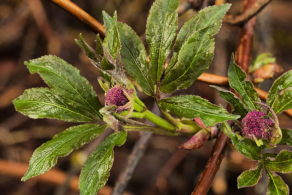 Leaves and Buds