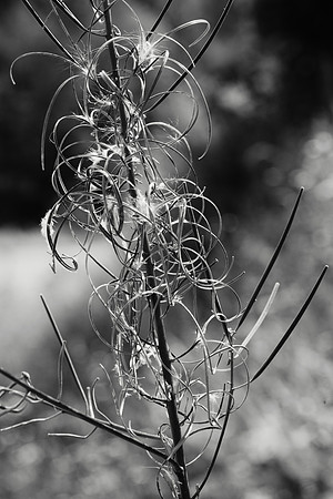 Fireweed at End of Season