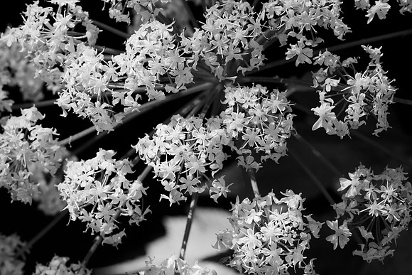 Heracleum lanatum in Black and White