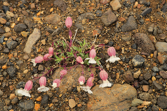 Silene uniflora