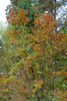 Premature Autumn