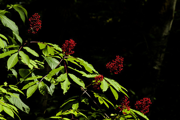 Red Elderberries at a Forest Edge