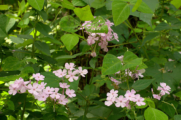 Wild Phlox
