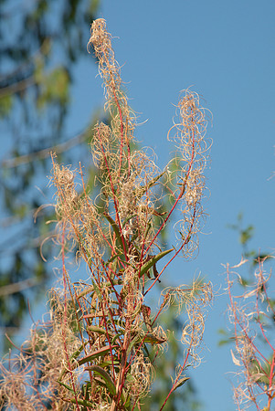 Fireweed, End of Season
