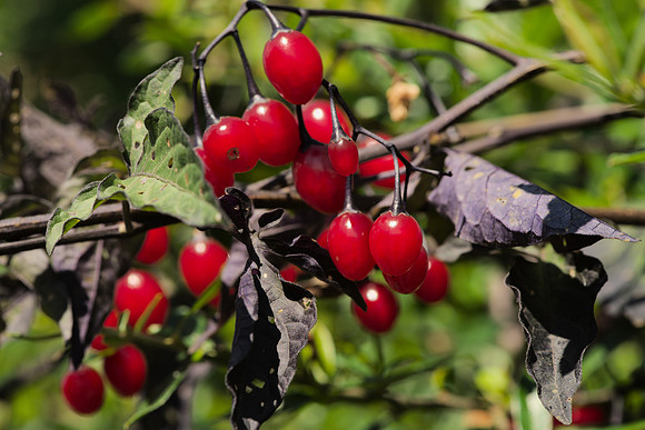 Berries and Leaves, Deadly Nightshade