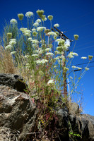 A Triumphant Queen Anne's Lace
