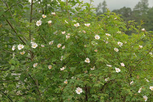 Wild Scottish Roses I