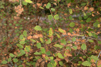 Leaves in Drought