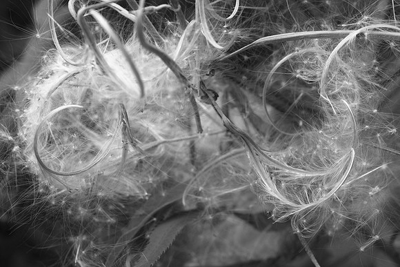 Fireweed Gone to Seed