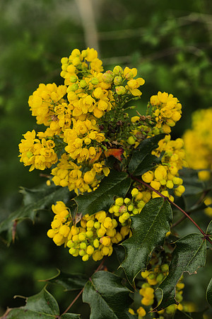 Tall Oregon Grape