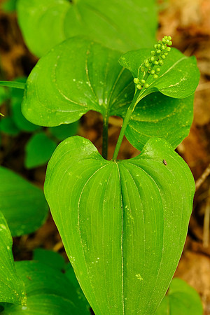 False Lily of the Valley in Bud