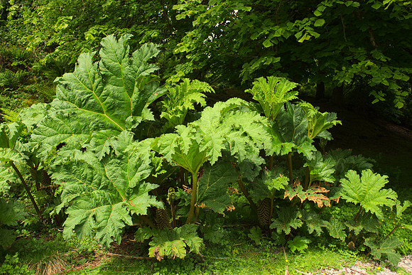 Giant Rhubarb