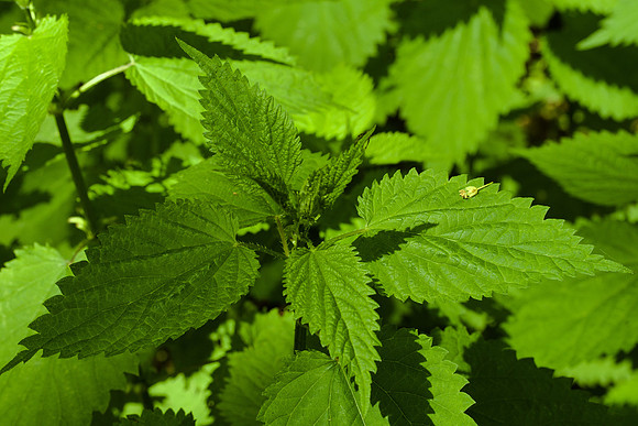 Top of Stinging Nettle