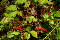 Wild Blackberries