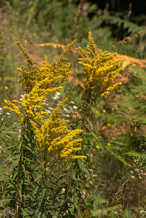 Canadian Goldenrod