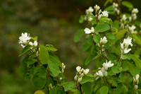 Flowers, Serviceberry