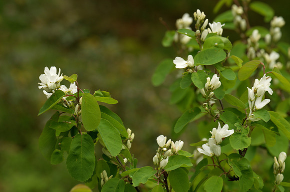 Flowers, Serviceberry
