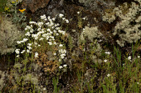 Mystery Flowers
