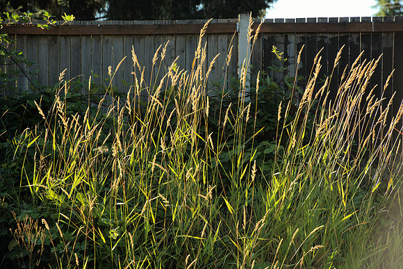 Reed Canary Grass