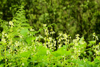 Marah oreganus and ferns