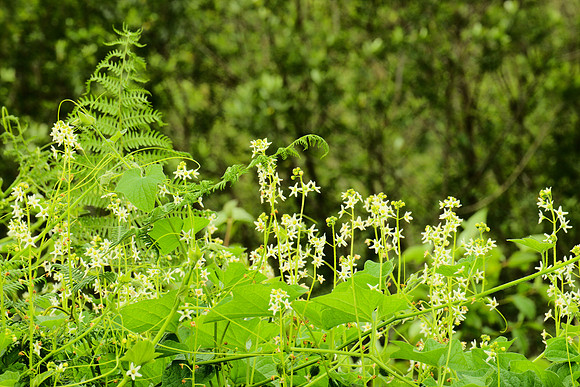 Marah oreganus and ferns