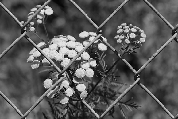 Tansy, Fence, and Bee