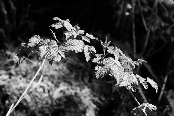 Salmonberry Leaves in Black and White