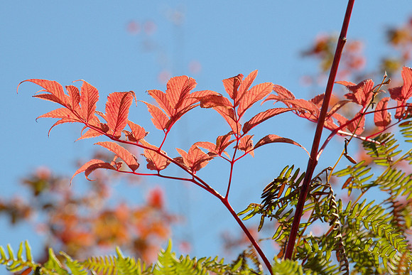 Early Autumn Foliage