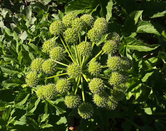 Flower, Angelica archangelica