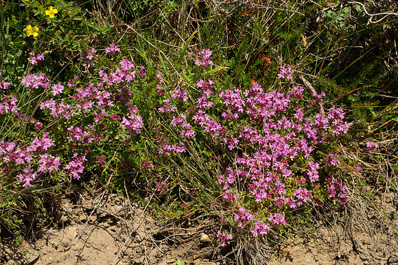 Heather in Flower